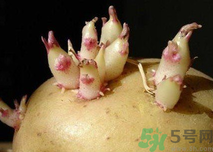 土豆發(fā)芽了還能吃嗎？發(fā)芽的土豆吃了會(huì)怎么樣？