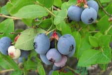 藍(lán)莓怎么洗？藍(lán)莓可以怎么吃？