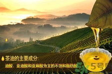 茶油是什么？茶油怎么吃？