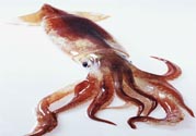 魷魚怎么處理？干魷魚怎么泡發(fā)？