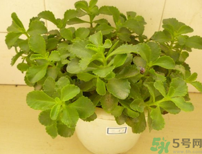 救心菜怎么吃？救心菜的吃法