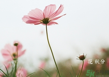 秋分吃什么？秋分吃什么水果？