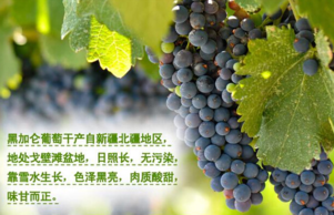黑加侖皮能吃嗎？黑加侖皮的功效