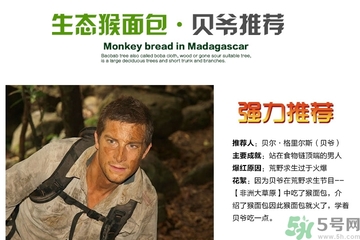 面包果怎么吃？面包果的功效