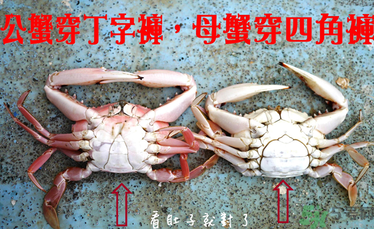 九月份吃公蟹還是母蟹？公蟹和母蟹哪個(gè)更好吃？