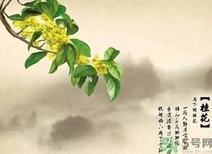 喝桂花酒有什么好處？桂花酒的功效與作用