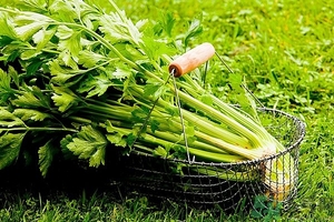 芹菜汁能去斑嗎？芹菜汁可以做面膜嗎？