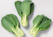 九月份吃什么蔬菜？適合九月份吃的蔬菜推薦