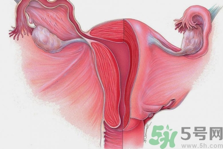 子宮移位的原因是什么？子宮移位的癥狀有哪些？