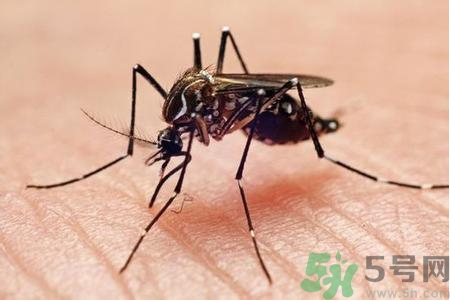 寨卡病毒是如何傳播的？寨卡病毒傳播途徑是什么？