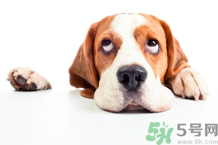 被狗咬出血怎么辦？被狗咬了沒(méi)出血怎么辦？