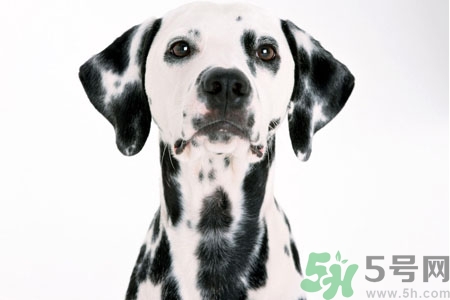 狗狗怎么訓(xùn)練？狗狗怎么喂養(yǎng)？