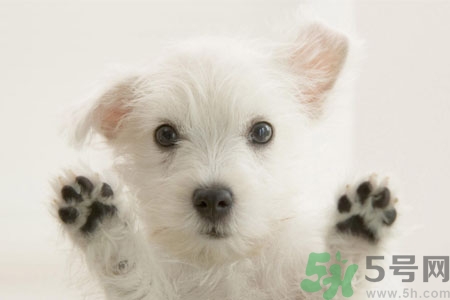 狗狗咳嗽怎么回事？狗狗咳嗽怎么辦？