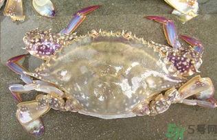 河蟹死了還能吃嗎？河蟹死了多久還能吃？