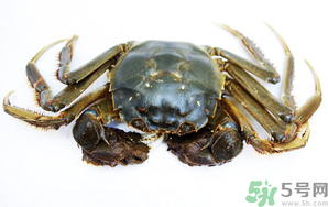 河蟹死了還能吃嗎？河蟹死了多久還能吃？