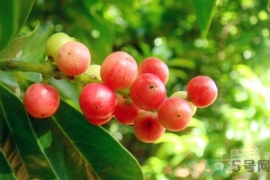 五月茶的功效 五月茶怎么吃？