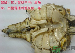 梭子蟹哪些部位不能吃？梭子蟹哪些人不能吃？
