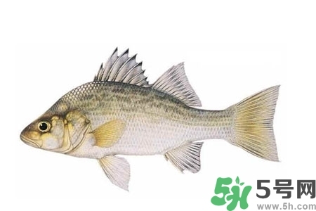 秋季適合吃什么魚？秋季吃魚的好處？