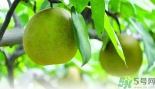 吃梨子喝水會拉肚子嗎？吃完梨子能喝水嗎？