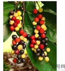五月茶的功效 五月茶怎么吃？