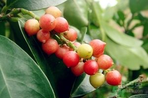 五月茶的功效 五月茶怎么吃？