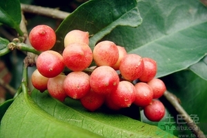 五月茶的功效 五月茶怎么吃？