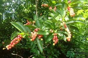 五月茶的功效 五月茶怎么吃？