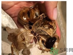 黑蒜可以補身體嗎？怎么自制黑蒜？