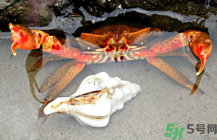 河蟹死了一天能吃嗎？河蟹死了多久不能吃？