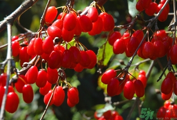 茱萸是什么？重陽(yáng)節(jié)為什么要插茱萸？