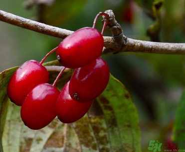 茱萸是什么？重陽(yáng)節(jié)為什么要插茱萸？