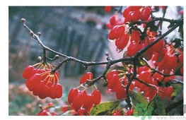 茱萸是什么？重陽(yáng)節(jié)為什么要插茱萸？
