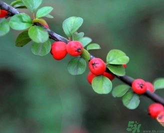 茱萸是什么？重陽(yáng)節(jié)為什么要插茱萸？