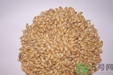 麥芽可退奶還是發(fā)奶？麥芽的功效與作用