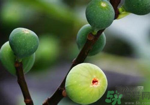 吃無花果會過敏嗎？吃無花果干會過敏嗎？