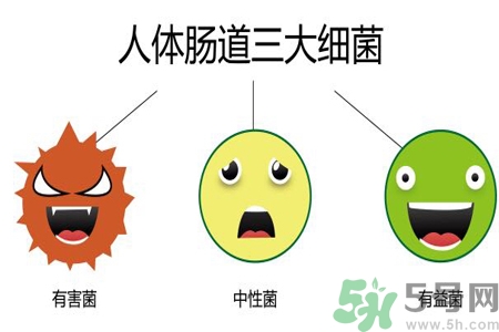 引起腸道老化的原因是什么？四種人腸道老化快