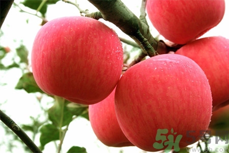 孕婦吃嘎啦果的好處有哪些？嘎啦果的營(yíng)養(yǎng)價(jià)值