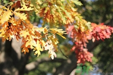 秋燥皮膚癢吃什么好？秋燥4妙招保護(hù)皮膚