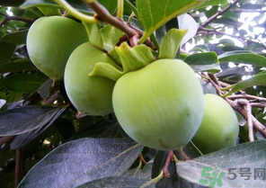 青柿子怎么吃？青柿子能吃嗎？