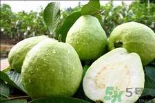 芭樂怎么吃？芭樂的營養(yǎng)價值與功效