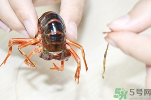 活蝦怎么處理干凈蝦線？活蝦怎么去蝦線？