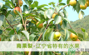 孕婦能吃南國梨嗎？南國梨孕婦可以吃嗎？