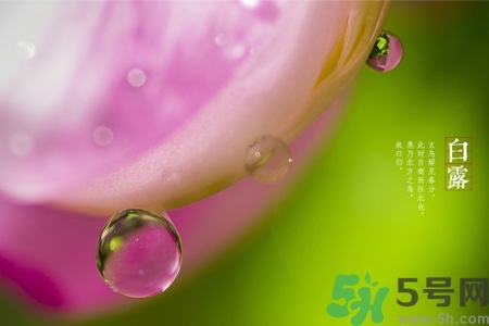 白露節(jié)吃什么？白露節(jié)的傳統(tǒng)美食有哪些？