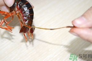 活蝦怎么處理干凈蝦線？活蝦怎么去蝦線？