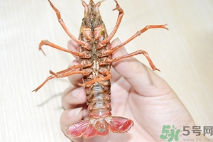 活蝦怎么處理干凈蝦線？活蝦怎么去蝦線？
