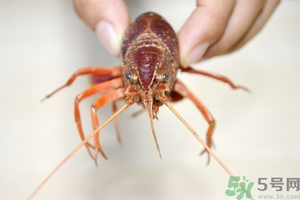 活蝦怎么處理干凈蝦線？活蝦怎么去蝦線？