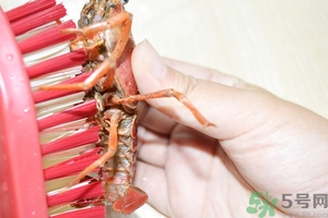 活蝦怎么處理干凈蝦線？活蝦怎么去蝦線？