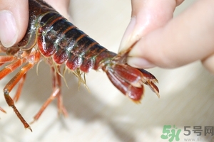 活蝦怎么處理干凈蝦線？活蝦怎么去蝦線？