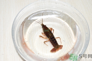 活蝦怎么處理干凈蝦線？活蝦怎么去蝦線？