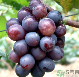 巨峰葡萄怎么有酒味？葡萄有酒味還能吃嗎？
